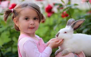 Rabbit