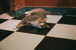 tile floor installation