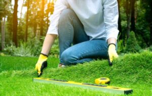 Sod Grass