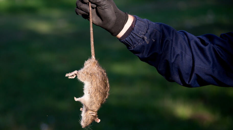 Expert rat removal companies