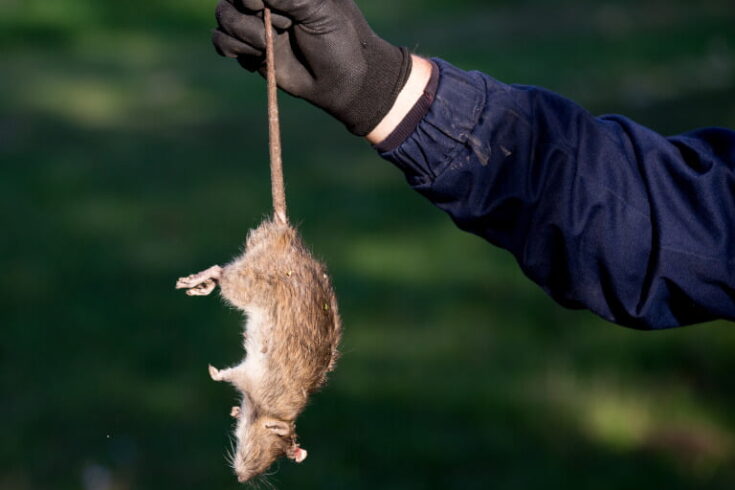 Expert rat removal companies